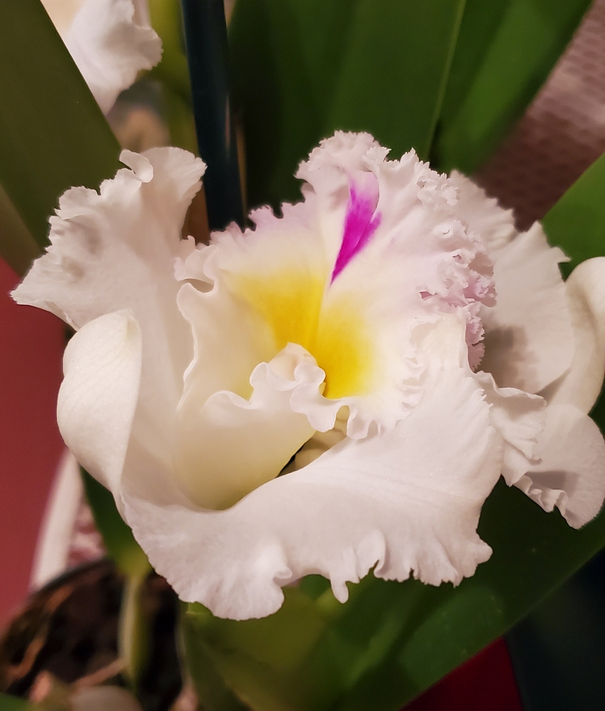 Cattleya orchid from Hawaii